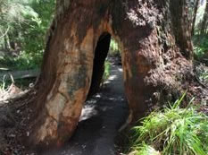 Ancient Empires Walk, Valley of the Giants