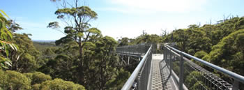 Valley of the Giants Treetop Walk, Denmark, WA