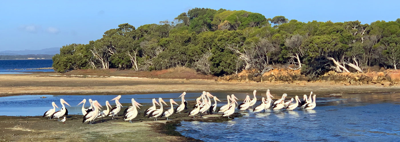 Pelicans (flock), Western Australia