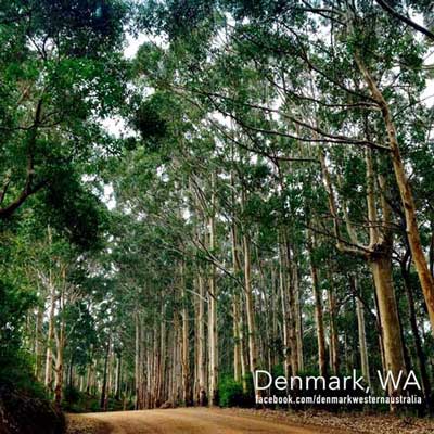 Denmark Western Australian Forests