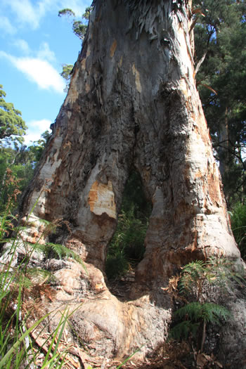 Dieback in Denmark WA