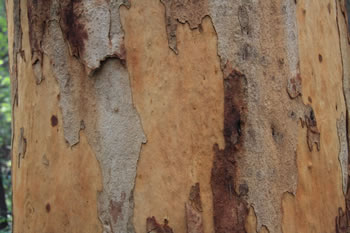 Karri Bark