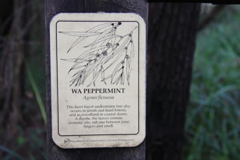 Peppermint Signs