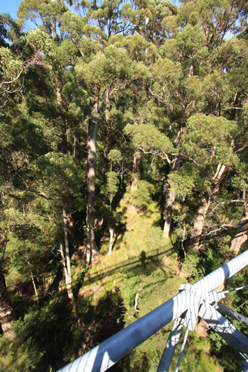 Treetop walk is Child Friendly