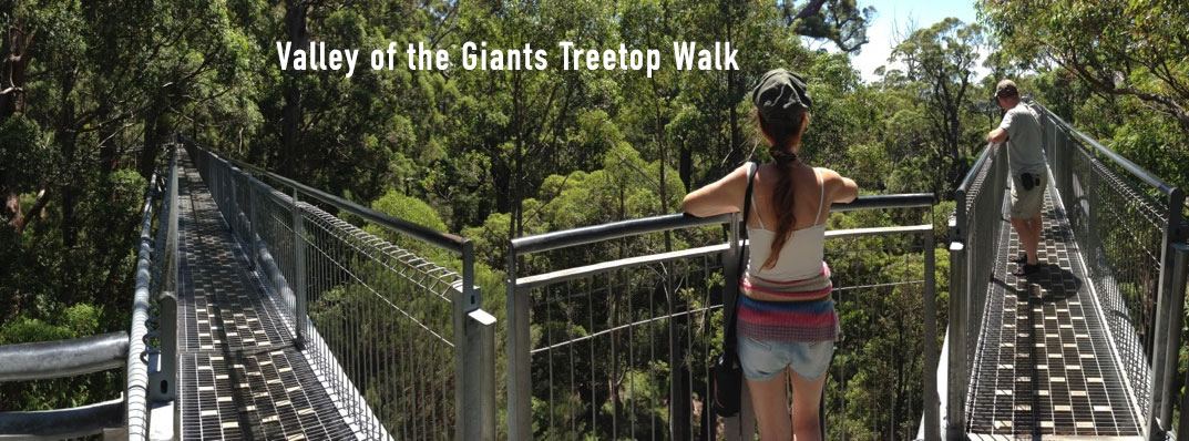 In the Valley of the Giants Treetop Walk