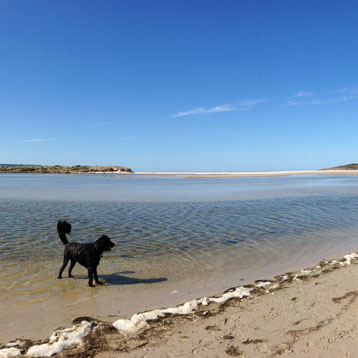 Dogs in Denmark WA