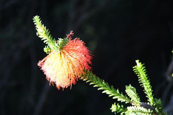 Swamp bottlebrush