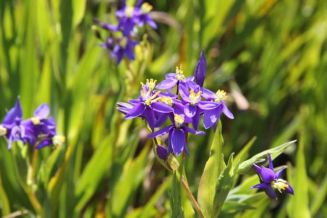 Pixie Mops, Wildflower of WA