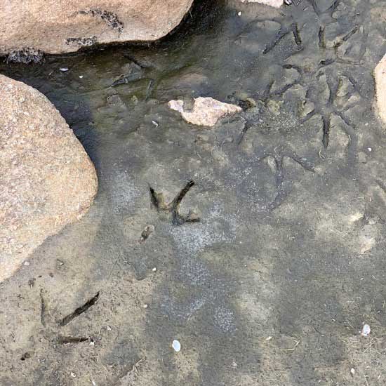 Wilson Inlet Bird Tracks